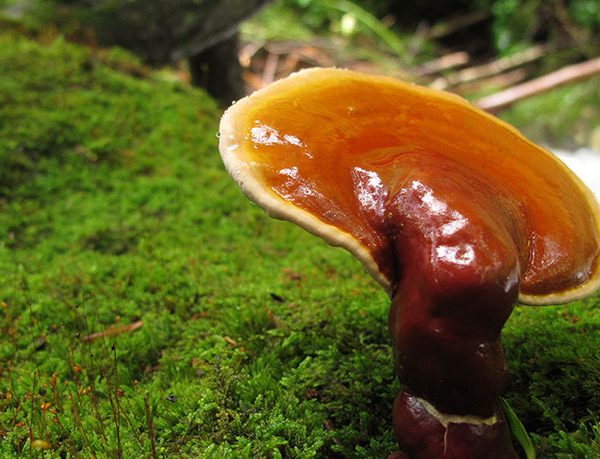 reishi