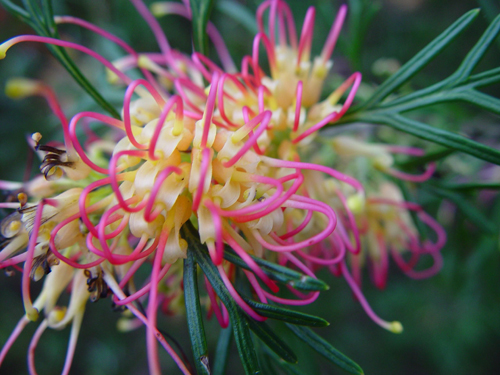 bottle brush flowers