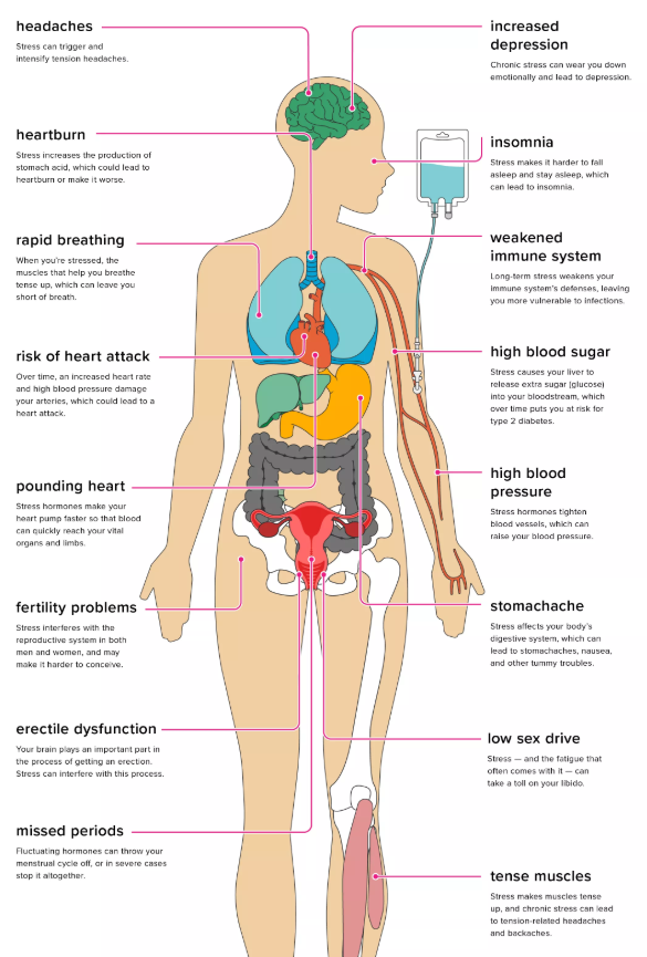 effectsofstress 1