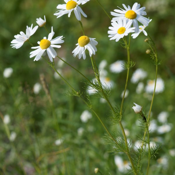 Chamomile Matricaria recutita