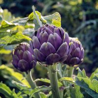 globe artichokes