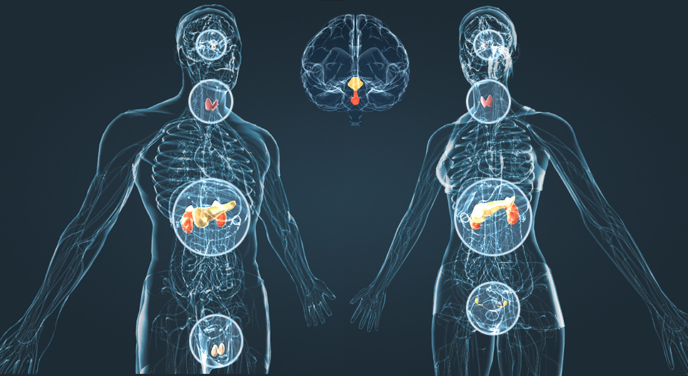 Acupuncture and Hormonal Imbalances 1 Hormonal organs in the body