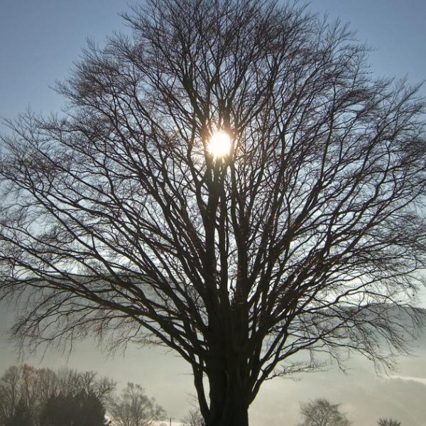 tree winter solstice
